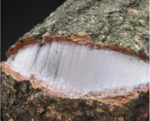 高血脂只能靠吃药? 常吃这几种天然食物, 血脂或许悄悄降下来