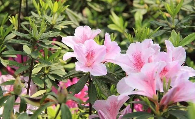 杜鹃花养不好,花朵叶子都发蔫,几个好方法帮你解决