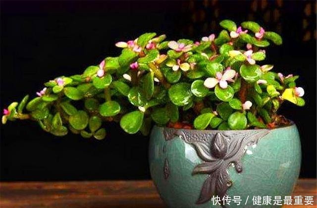 冬天养金枝玉叶，学会这“3招”，叶子肥厚翠绿，枝干粗壮变老桩！