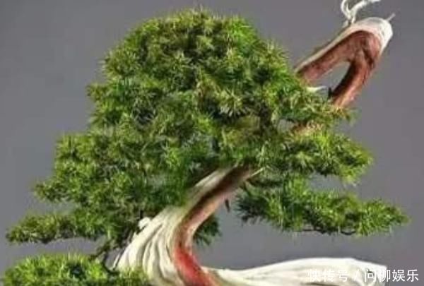 这4种花,养在家旺财又“镇宅”,比绿萝、发财树还要强100倍