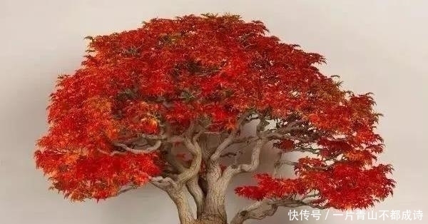 选购到自己满意的树桩,要做好4个方面的功课,成活率是第1前提