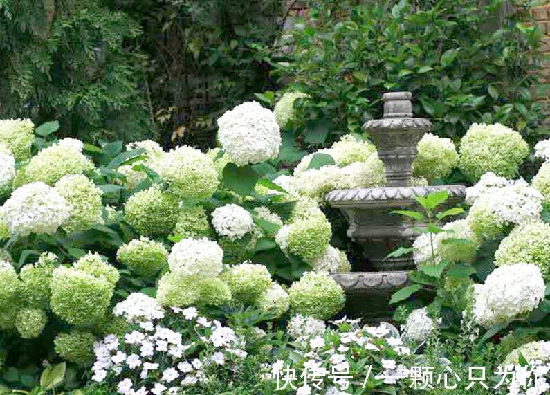 绣球|养花试试这款,可以在零下30度的温度下生长得很好