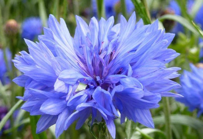 养花试试此几款，花开繁盛花香怡人，花姿妖娆