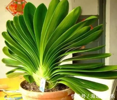 养花|家居养花最正确的君子兰浇水方式，不用施肥也能够花大色艳！