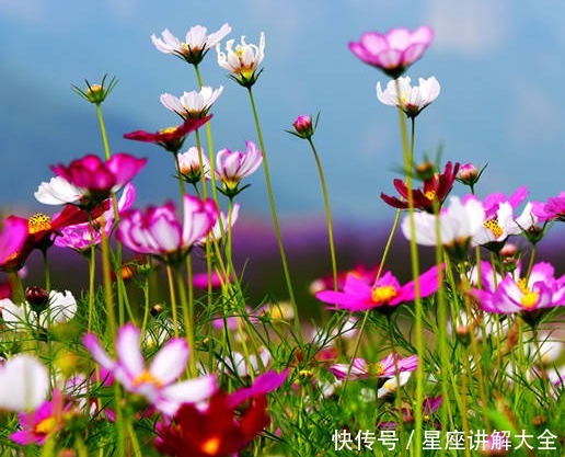 从9月12日开始 家养此款花卉 优美动人很妖娆 高颜值易打理 粉紫色 从9月12日开始 家养此款花卉 优美动人很妖娆 高颜值易打理 粉紫色