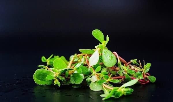 糖尿病|不起眼的它却是天然“胰岛素”, 每天饭后来一点, 血糖慢慢降下来