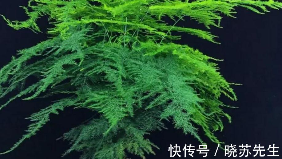 家里文竹这样养,叶片一年四季常绿,美观又大方