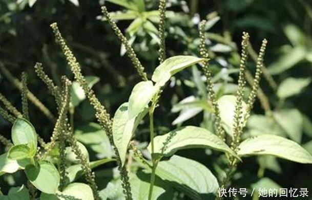 解毒草|农村的一种野草,被称“解毒草”,可清热解毒祛风通络,治疗牙痛