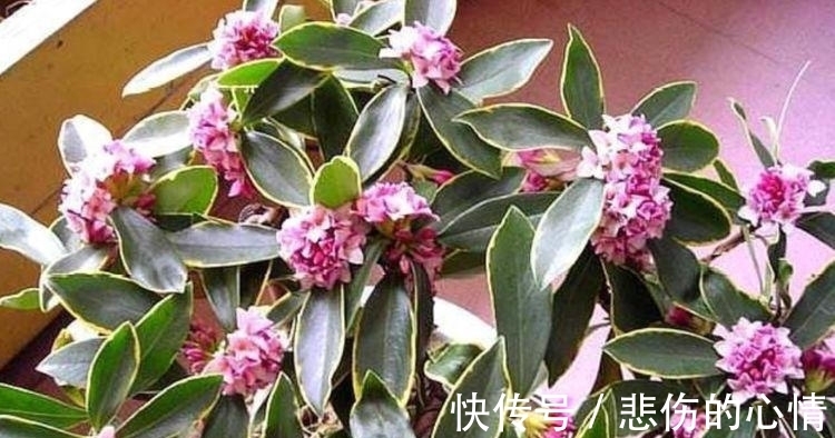 家里阳台养此款花,新手也能养爆盆,比香水都好闻,满屋子都是香