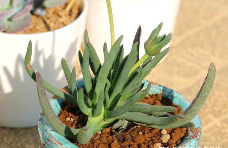 多肉奔龙开完花以后叶片软软的？问题可大可小，建议马上对照处理