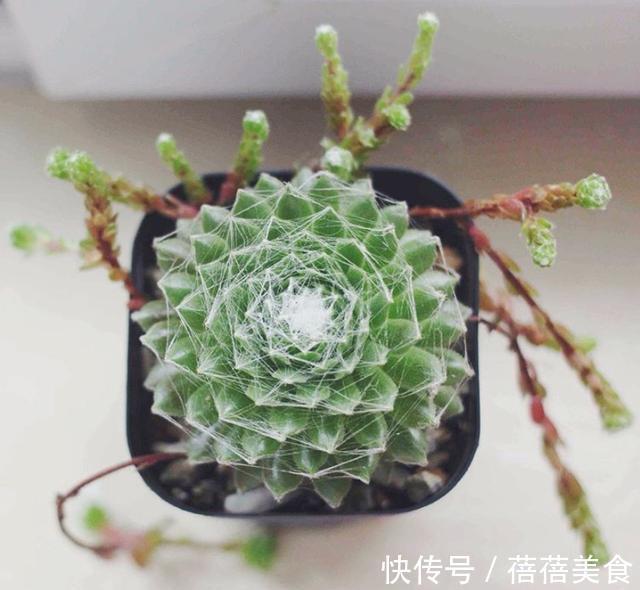 会吐丝的多肉你见过吗,点进来,蛛丝卷绢的养殖方法在这里get