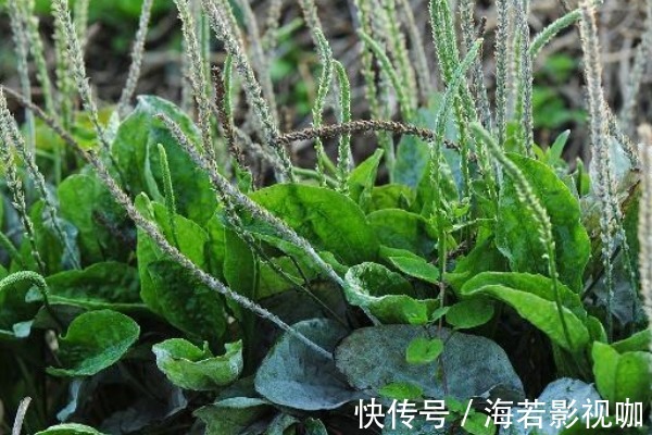 口腔溃疡|常吃车前草好处多,除了抗菌消炎外,竟还有白捡的三大好处