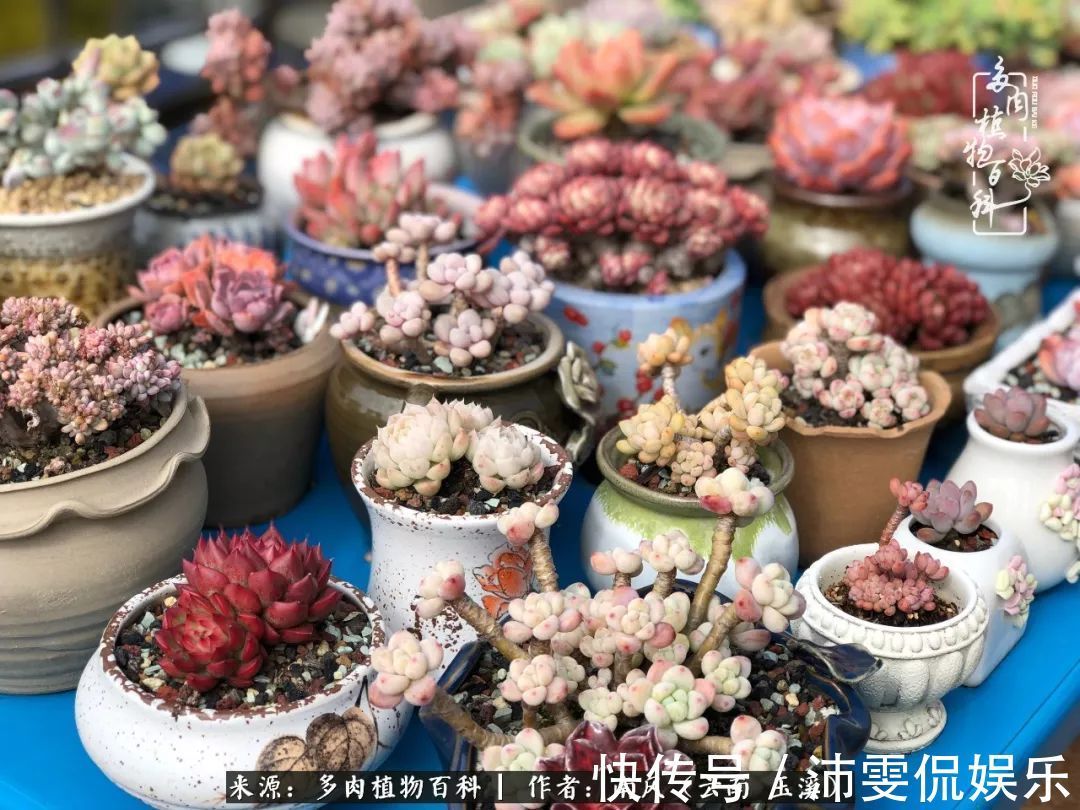 深秋里,种多肉、赏多肉、会肉友,马不停蹄快乐多!
