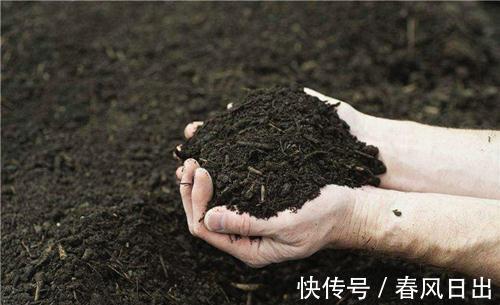 扦插的枝条没木质化,这种枝条能成活吗,扦插宜取哪一部位的枝条