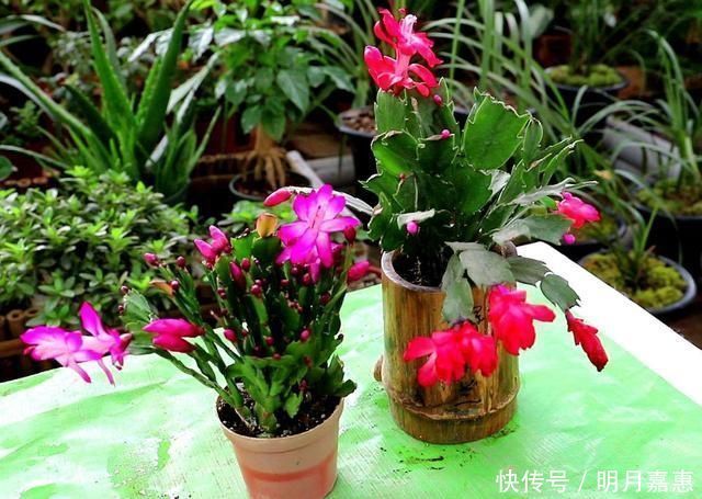 4种花被人们称为“穷命花”,不能住“大房子”,挤挤反而易爆盆