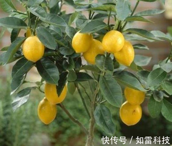 客厅养上4种花,四季常青,寓意好,招财进宝,懒人最爱