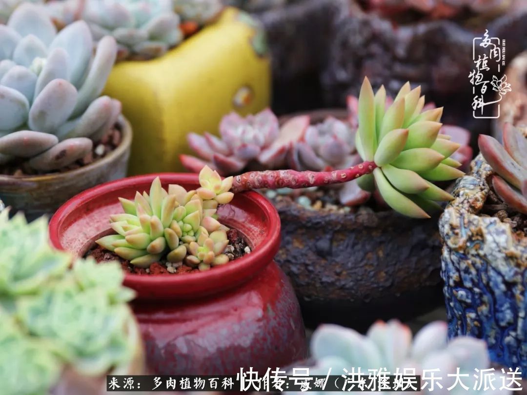 橙梦露|笼子里露养的多肉，越养越美！有多肉的日子伴着小确幸！