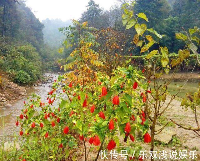 赤白血痢疾|农村的有7种“野果”，你吃过几个？吃过4种就服你