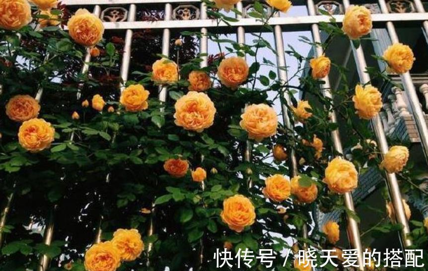 盘点十款经典月季花,每一款都是颜值搭档,总有一款深得你心