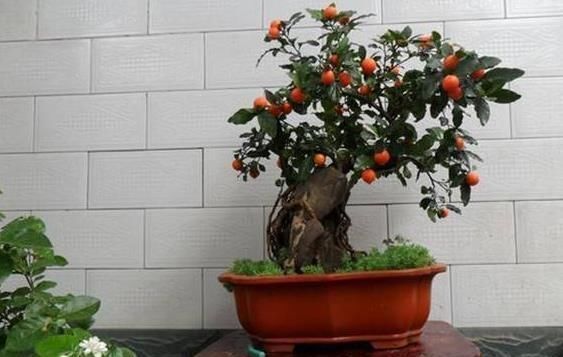 养花|养花不如种这“果”,沾土就活,阳台种一盆,果子挂到来年3月