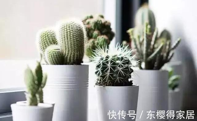 驱蚊草|家里的这些角落里,适合摆放哪些植物?建议收藏!