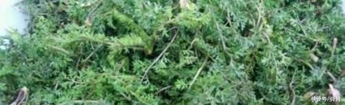 刷牙|俗话说，养肝就是保命!4种野菜，养肝护肝，排毒养颜，预防长痘