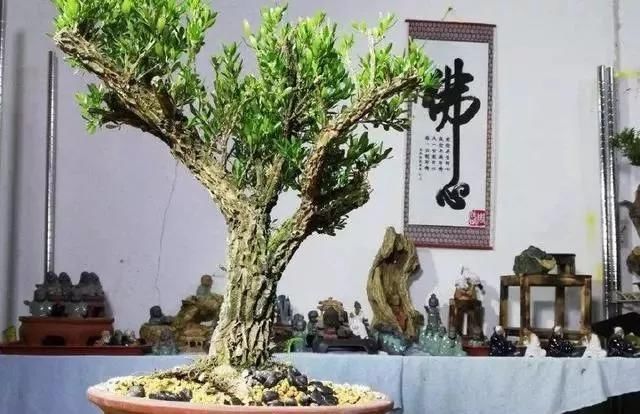 黄杨|10年前一盆上万,10年后一盆十块,烂大街的黄杨,被玩坏的盆景