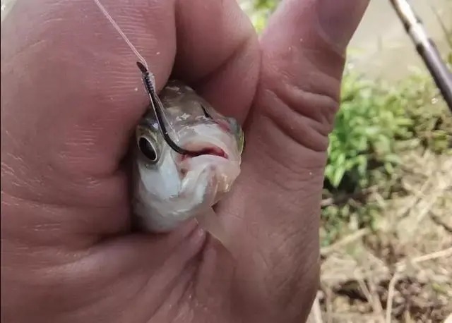 冬季野钓必须要明白的三个用漂方法,学会后你就是钓鱼大师!