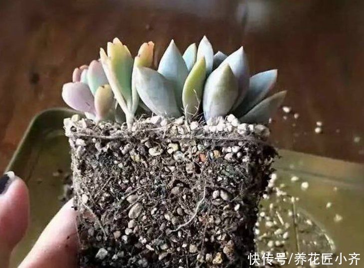 新手养多肉容易“踩雷”，绕过4个“雷区”，才知道多肉并不难养