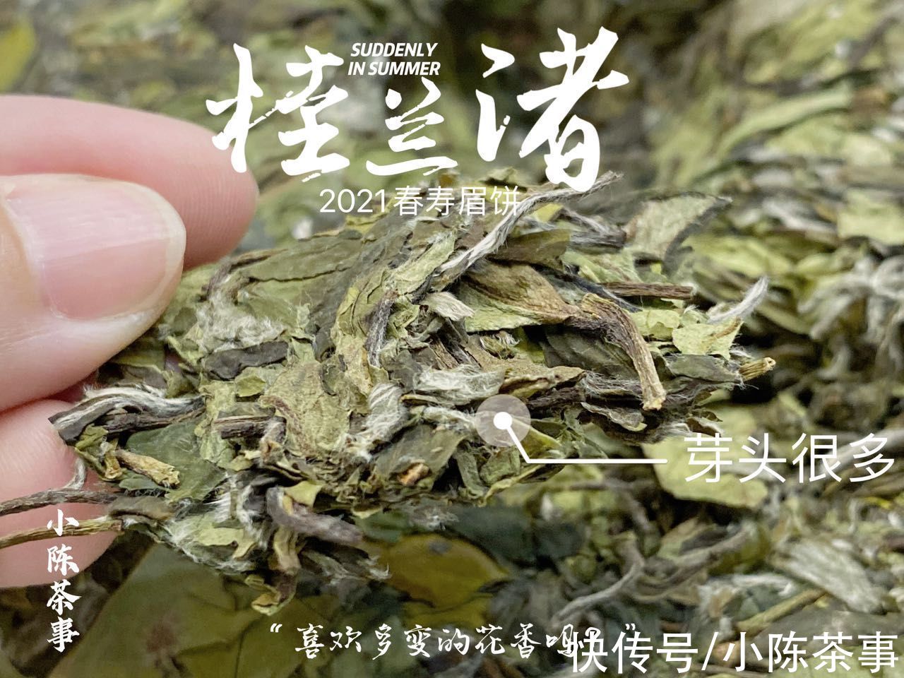 寿眉散茶#购买白茶选散茶，还是饼茶？从3个角度出发，看完再做决定也不迟