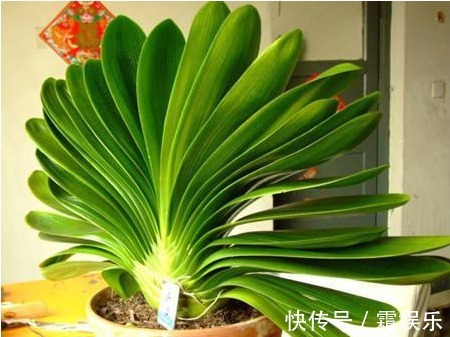 黄叶|老花农养花秘诀给君子兰喝一勺,不烂根、叶绿花艳!非常漂亮