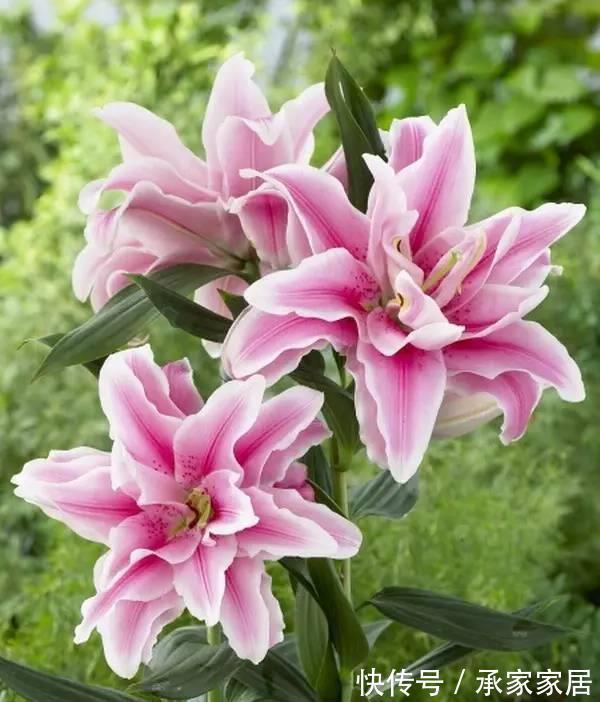 种球|一颗百合花,身高2米8,长成百合树,长在深山里,花朵比头大