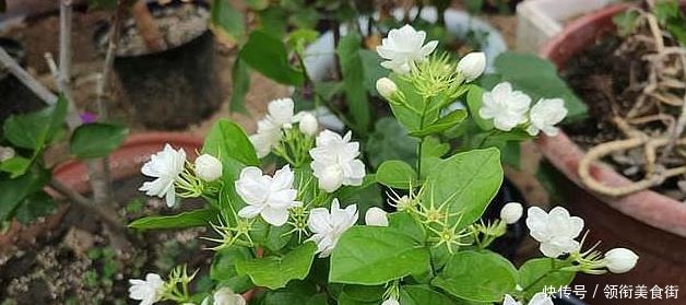 茉莉花|野外捡点“这种土”,栀子花茉莉花最喜欢,透气有营养,省钱好用!