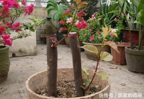 2种漂亮花,别再花钱买,去邻居家剪个枝,插土里易成活!