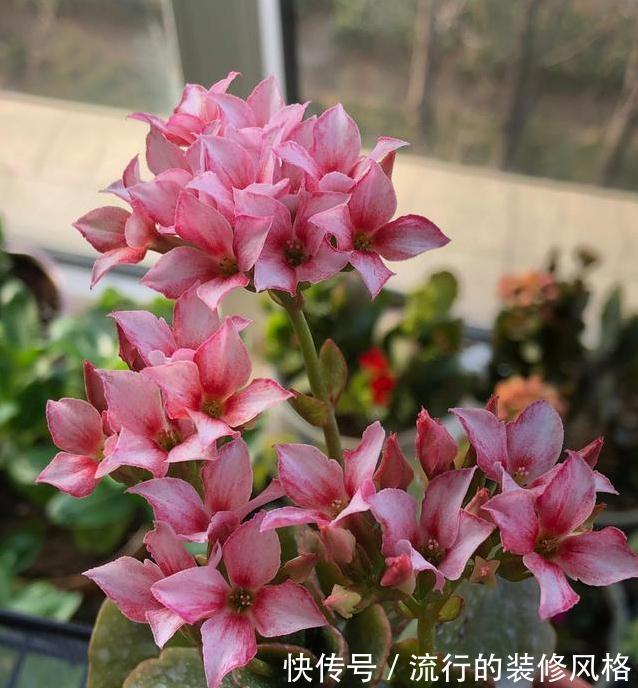 此3种花,物美价廉颜值高,养护简单易爆盆,特别适合新手养