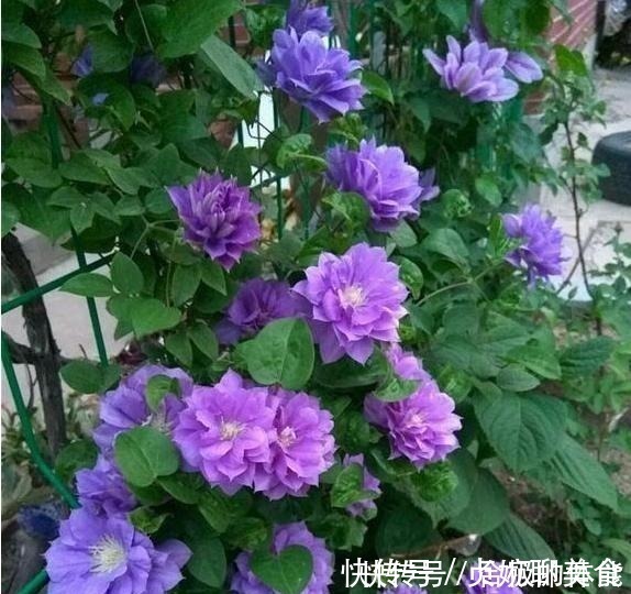 小花|她在小院子里种了一种花,开花独特又漂亮,路人都说“头回见”!