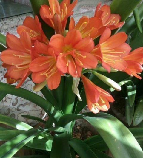 君子兰有“3忌”，做错其中一个，养多少年都不开花，新手要谨记