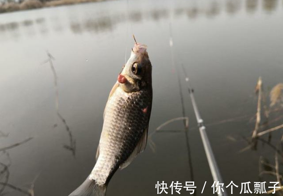 冬钓鲫鱼的三大“爆护天”,这种天气出钓,鱼口好得不得了