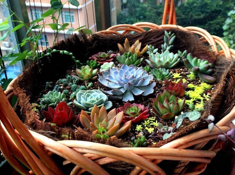 这些“花盆”真漂亮，创意十足还不花钱，“破烂”可别再扔了