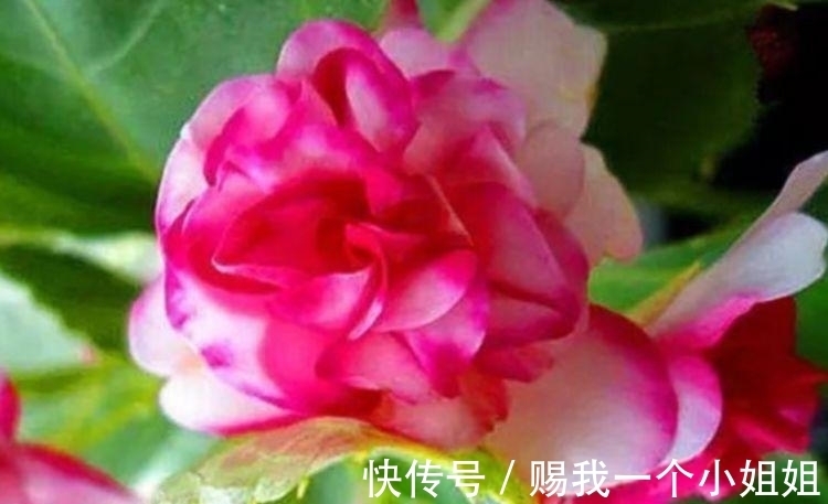 阳台养上几种花,四季有花开,花香四溢飘满屋,美
