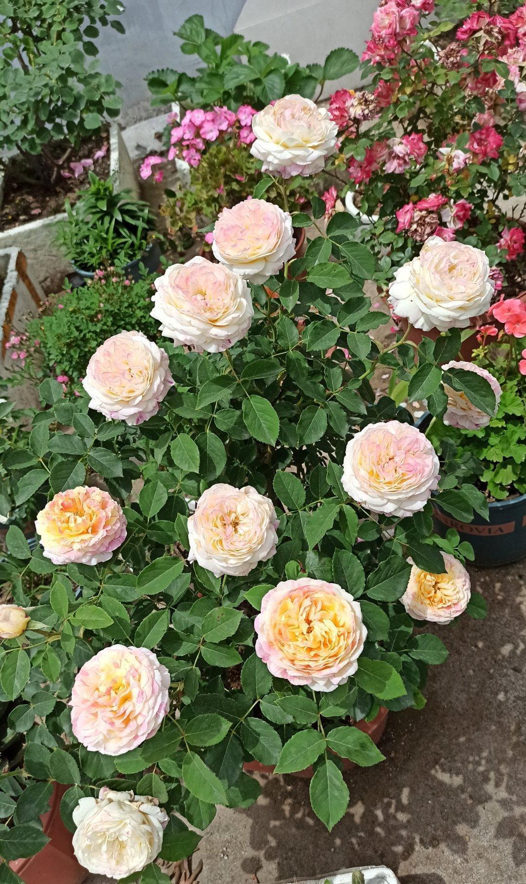 元气大伤|月季总是乱糟糟,做好“三动作”,枝叶疏密有致,花开一茬又一茬