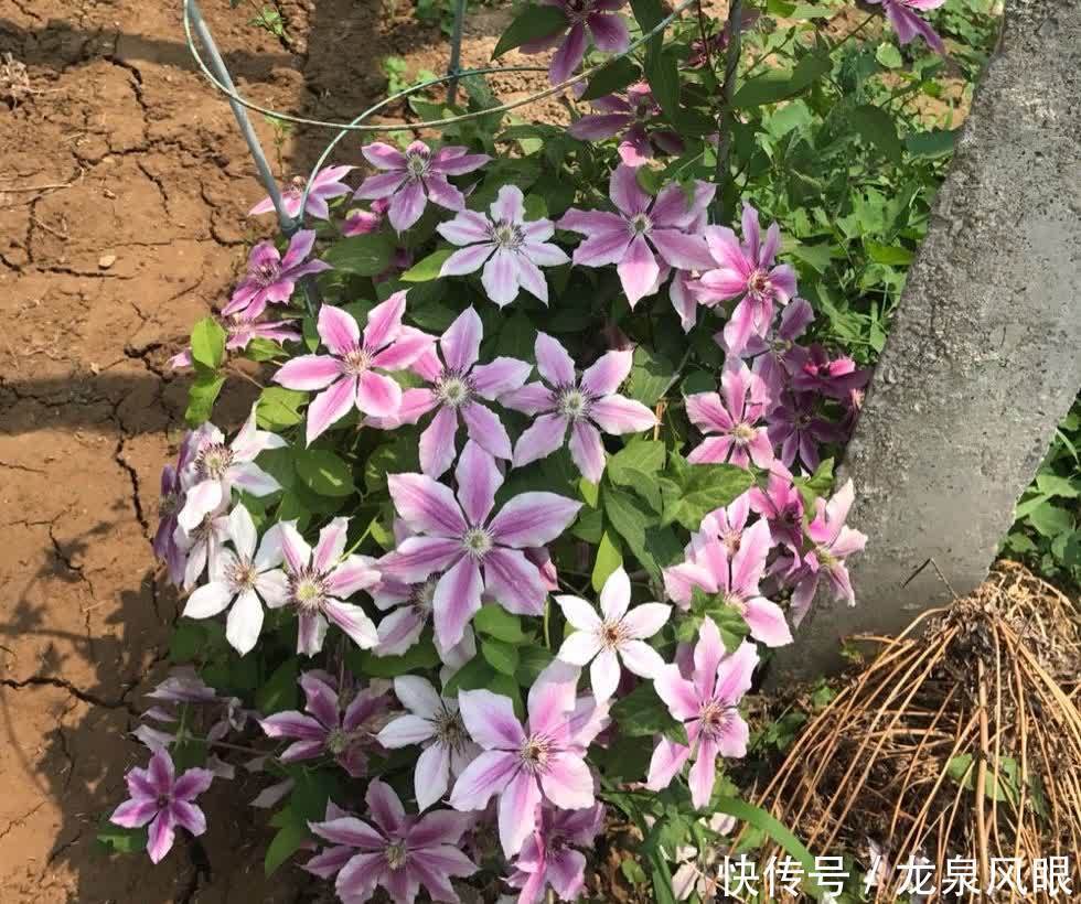 很好养的3种花,养室外养庭院里,一片繁花,芳香漂亮