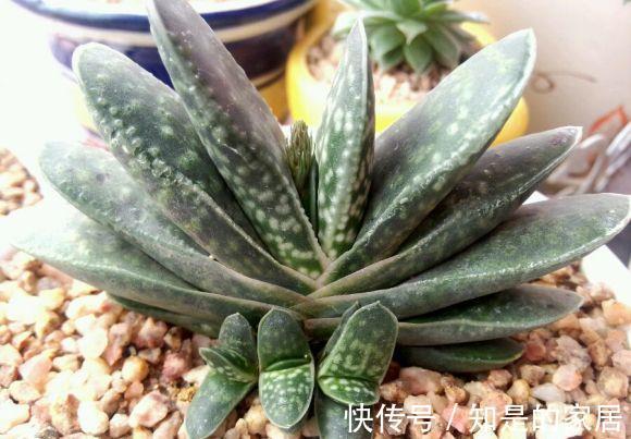 呆萌可爱|一款叶子对半长，形似元宝的多肉，看着呆萌可爱，打理真省劲