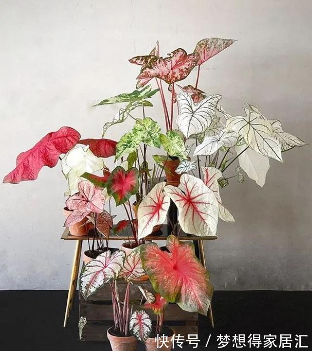 绿萝|7种“健康花”,家里养一盆,寓意好,有格调,寿命长,还干净