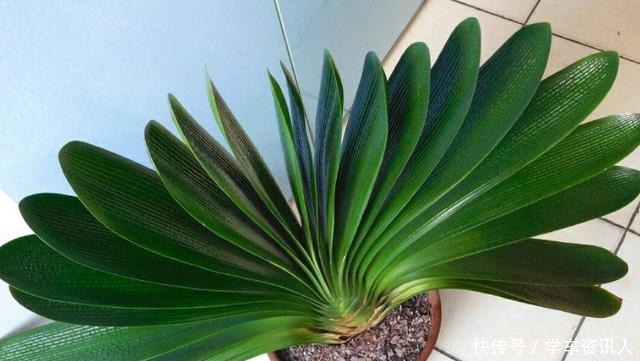 养君子兰学会四季浇水方法,根系长满盆,叶子绿出油!