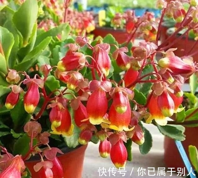 3种花是爆盆“能手”,开起花来“拦”不住,被称为开花机器