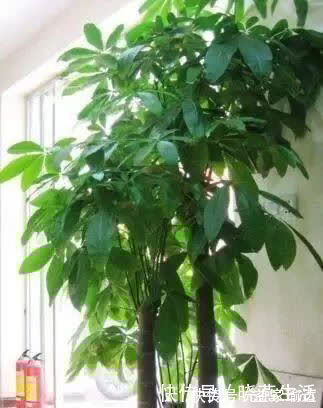 养花不如“养树”，这3种最合适，养人、旺财、吸甲醇，值！