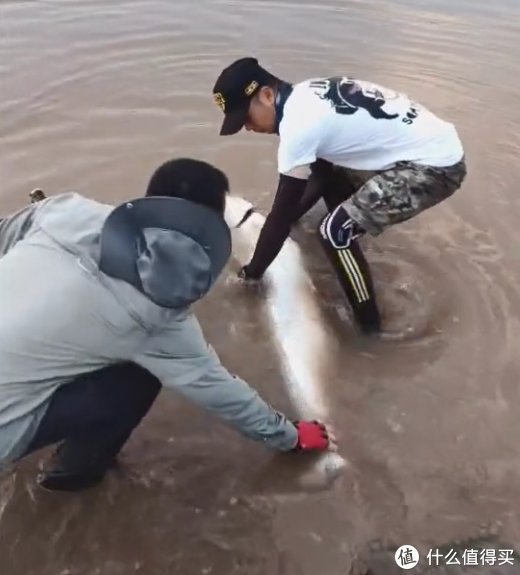 淡水鱼|重庆钓鱼人钓上“水老虎”，抱不动拖着去放掉，网友们见后却怒了