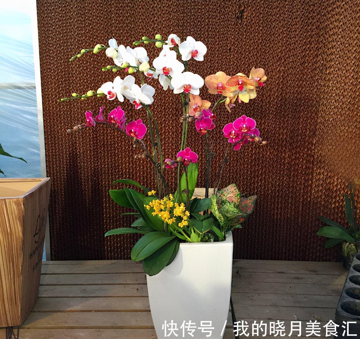 天冷就养“6种花”,越冷越爱开花,吉祥“喜庆”又高档