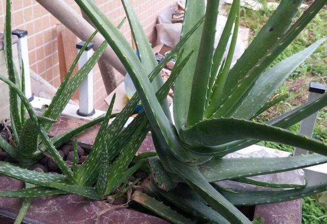 看着“丑”的3种花,放家里却能“镇宅”,还吸甲醛,值得养!